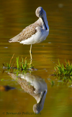 Common greenshank (Tringa nebularia)