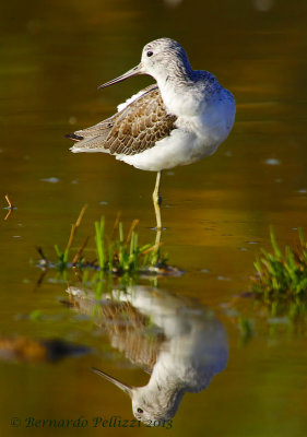 Common greenshank (Tringa nebularia)