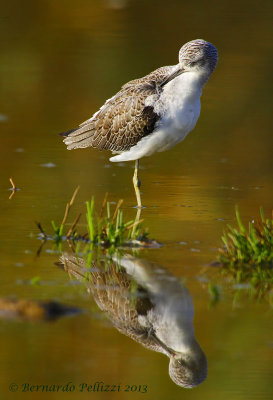 Common greenshank (Tringa nebularia)