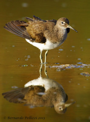 Green sandpiper (Tringa ochropus)