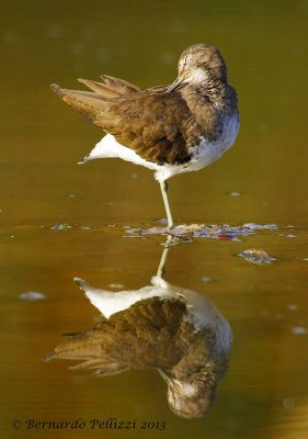 Green sandpiper (Tringa ochropus)