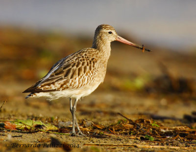 Bar-tailed Godwit (Limosa lapponica)