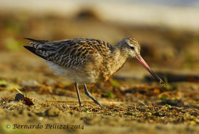 Bar-tailed Godwit (Limosa lapponica)