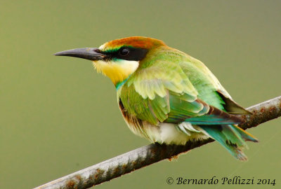 European bee-eater (Merops apiaster)