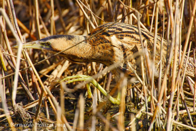 Eurasian Bittern (Botaurus stellaris)