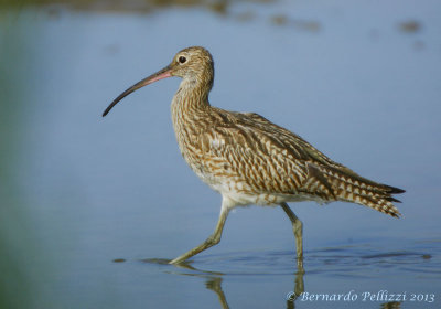Eurasian curlew (Numenius arquata)