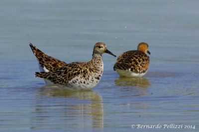 Ruff (Philomachus pugnax)