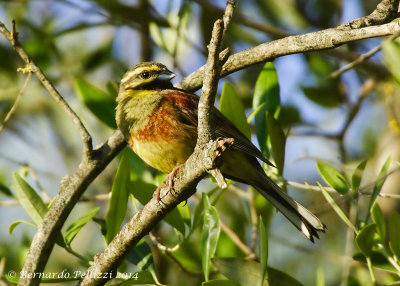 Cirl Bunting (Emberiza cirlus)