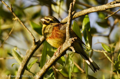 Cirl Bunting (Emberiza cirlus)