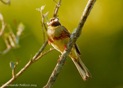 Cirl Bunting (Emberiza cirlus)