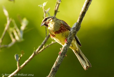 Cirl Bunting (Emberiza cirlus)