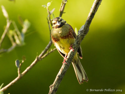 Cirl Bunting (Emberiza cirlus)