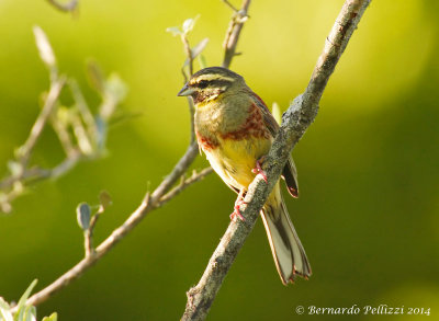 Cirl Bunting (Emberiza cirlus)