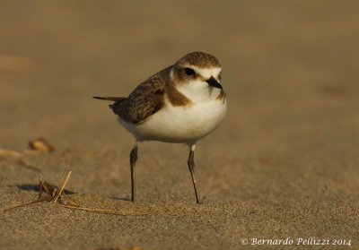 Kentish plover (Charadrius alexandrinus)