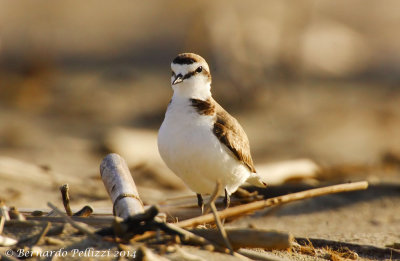 Kentish plover (Charadrius alexandrinus)