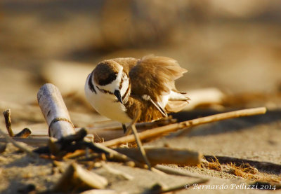 Kentish plover (Charadrius alexandrinus)