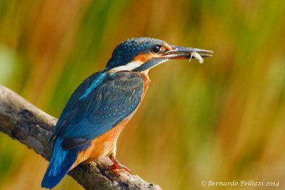 Common Kingfisher (Alcedo atthis)