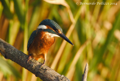 Common Kingfisher (Alcedo atthis)
