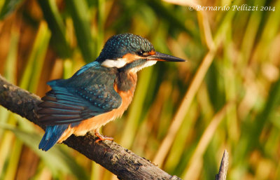 Common Kingfisher (Alcedo atthis)