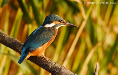Common Kingfisher (Alcedo atthis)