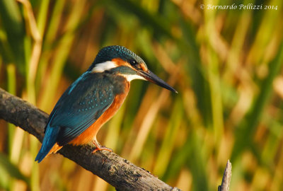 Common Kingfisher (Alcedo atthis)