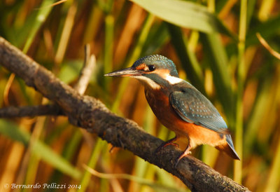 Common Kingfisher (Alcedo atthis)