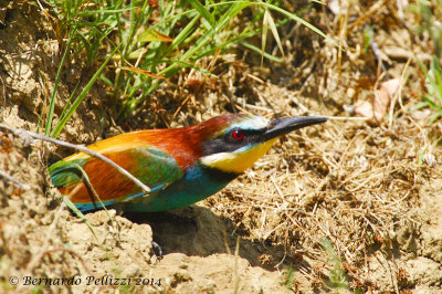 European bee-eater (Merops apiaster)
