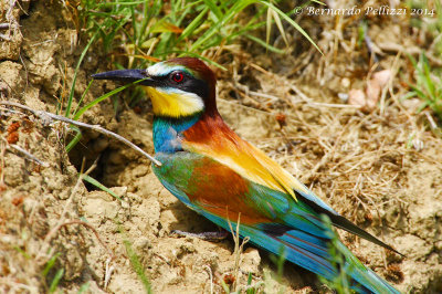 European bee-eater (Merops apiaster)