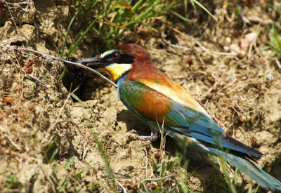 European bee-eater (Merops apiaster)