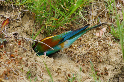 European bee-eater (Merops apiaster)