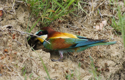 European bee-eater (Merops apiaster)