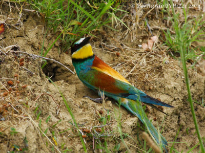 European bee-eater (Merops apiaster)