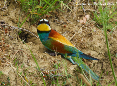 European bee-eater (Merops apiaster)