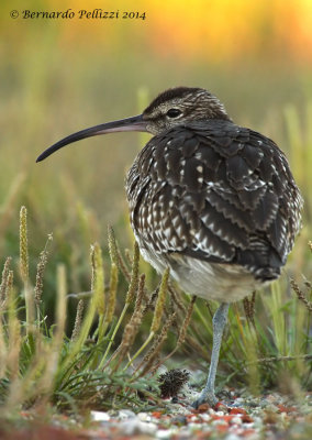 whimbrel (Numenius phaeopus)