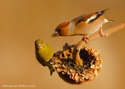 Hawfinch (Coccothraustes coccothraustes)