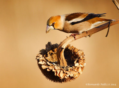 Hawfinch (Coccothraustes coccothraustes)