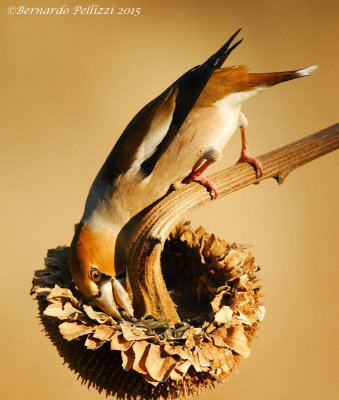 Hawfinch (Coccothraustes coccothraustes)