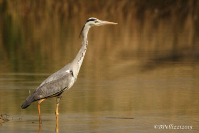 Grey heron (Ardea cinerea)