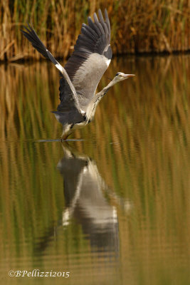 Grey heron (Ardea cinerea)