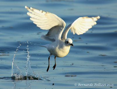 Mediterranean Gull (Larus melanocephalus)