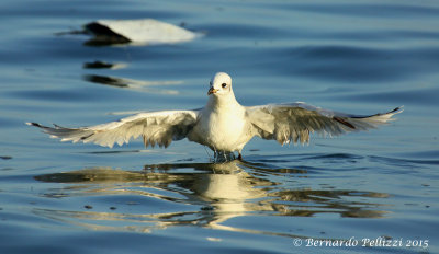 Mediterranean Gull (Larus melanocephalus)