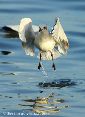 Mediterranean Gull (Larus melanocephalus)