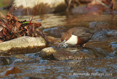 Dipper (Cinclus cinclus)