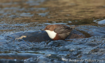 Dipper (Cinclus cinclus)