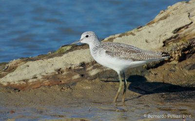 Common greenshank (Tringa nebularia)