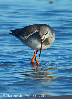 spotted redshank (Tringa erythropus)