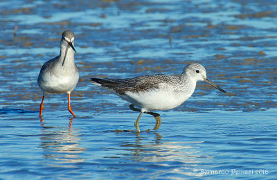 spotted redshank (Tringa erythropus)