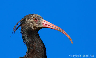 Northern Bald Ibis (Geronticus eremita)