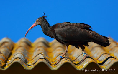 Northern Bald Ibis (Geronticus eremita)