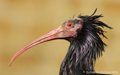 Northern Bald Ibis (Geronticus eremita)